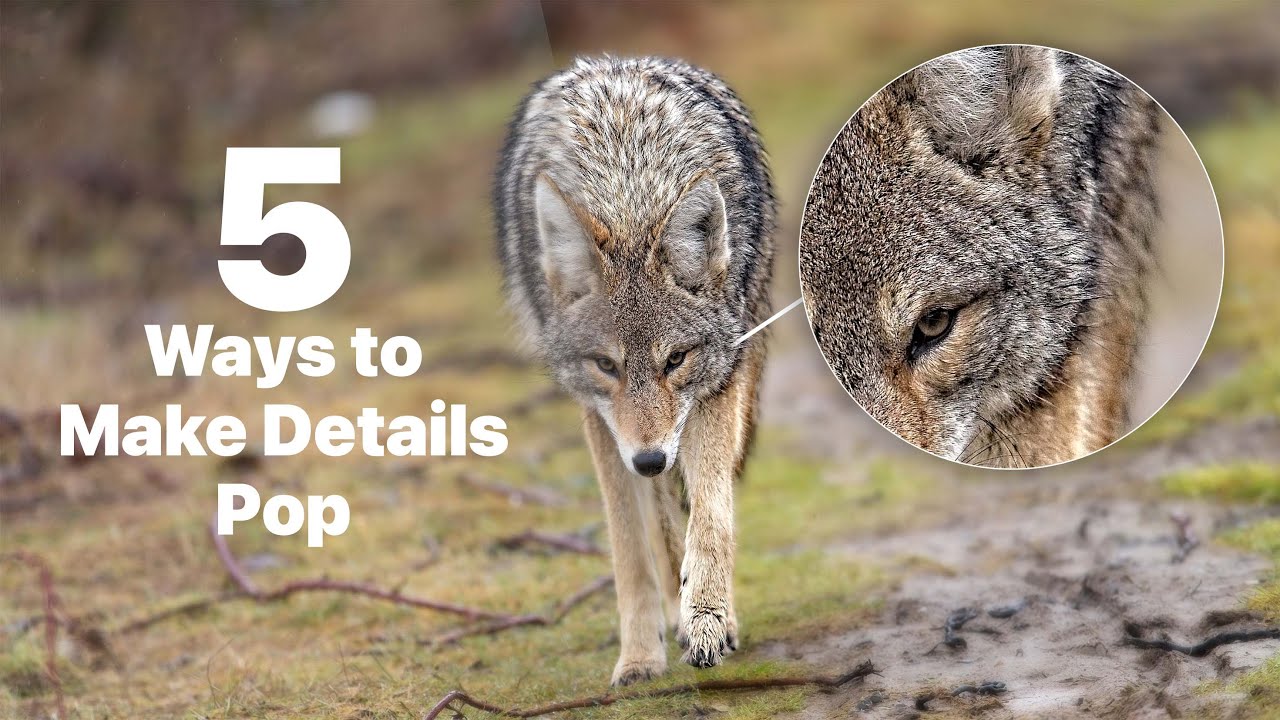 5 Ways to Make Detail Pop In Your Photos