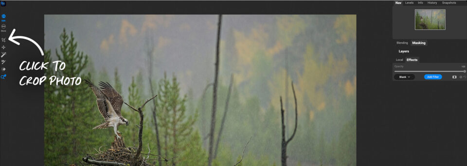Popular photo editing styles applied to wildlife photography using ON1 Photo RAW editing tools