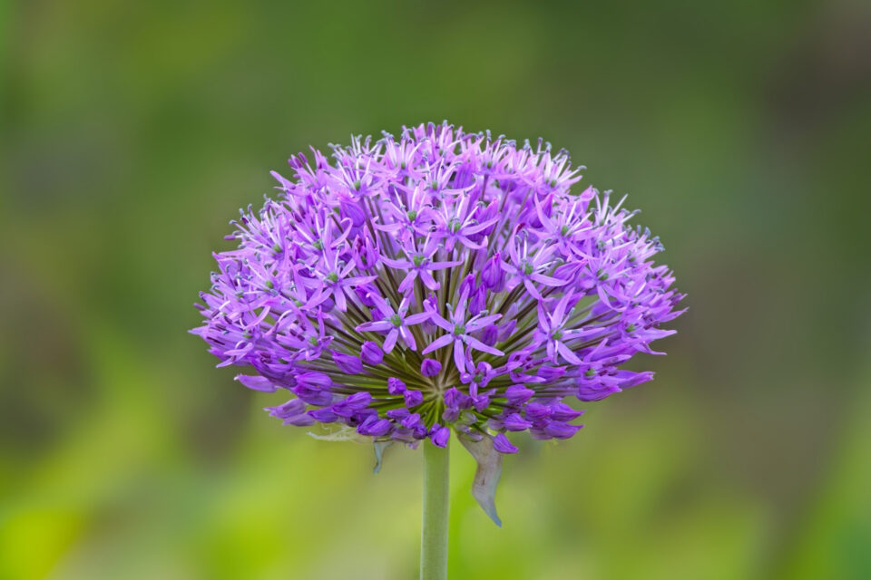 Allium flower before and after editing in ON1 Photo RAW