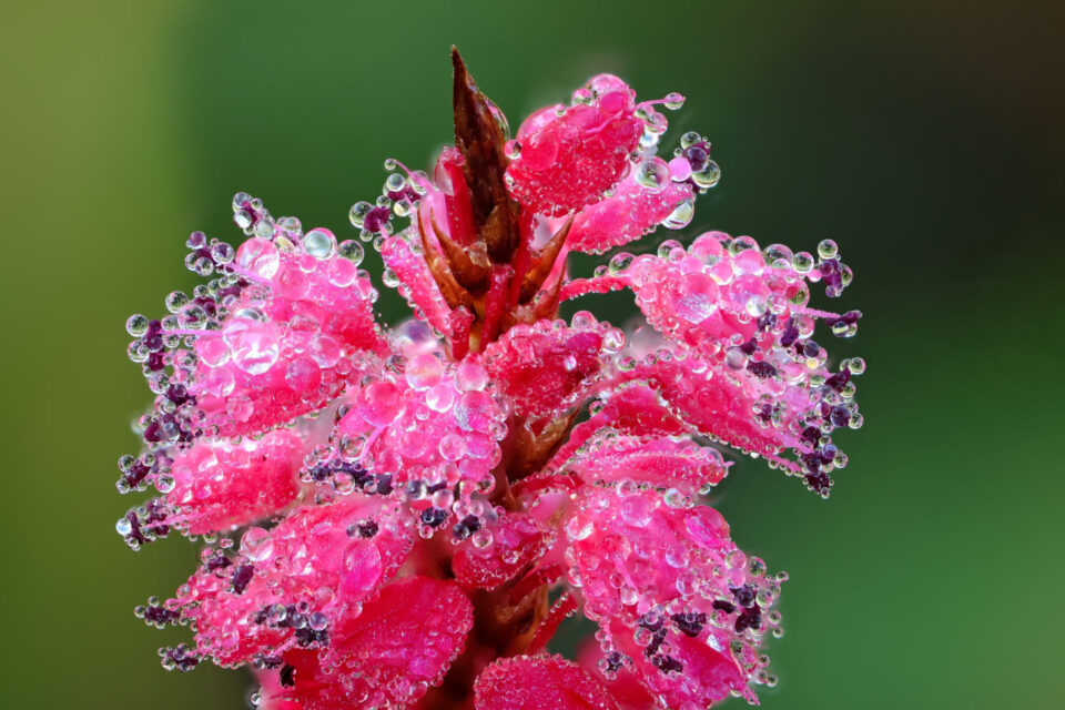 Dew covered flower sharpened with focus stacking and edited in ON1 Photo RAW