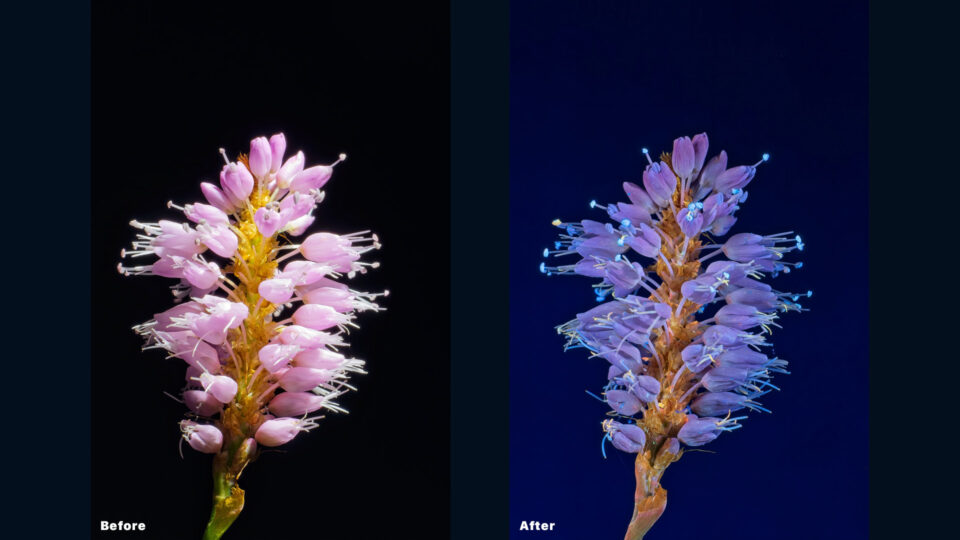 UV fluorescence flower photo edited in ON1 Photo RAW