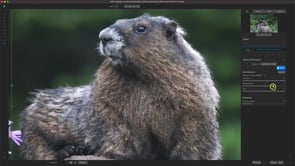 Getting Started in NoNoise AI 2023