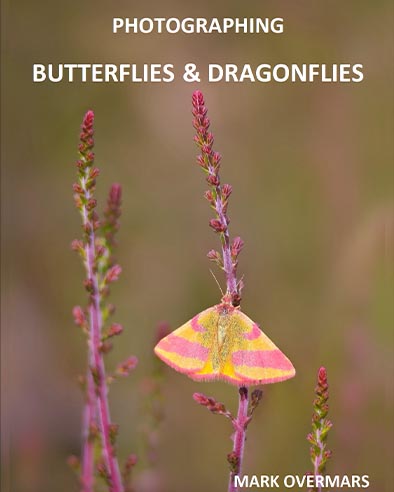 Photographing Butterflies and Dragonflies: A Practical Guide