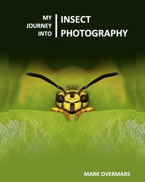 A Journey into Insect Photography