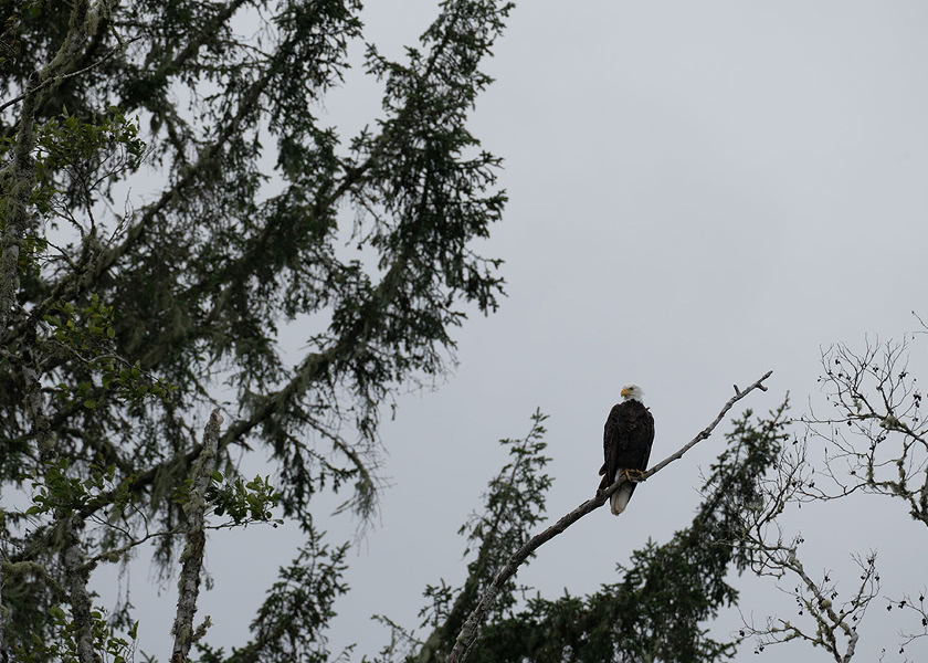 Bald eagle perched on a high tree branch against an overcast sky with surrounding pine trees.