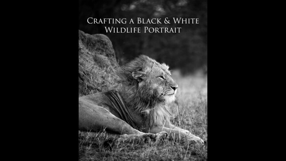Cover of the ON1 Plus eBook Crafting a Black and White Wildlife Portrait featuring a dramatic black and white photo of a lion resting in grass, demonstrating contrast, AI masking, and Dynamic Contrast techniques in ON1 Photo RAW