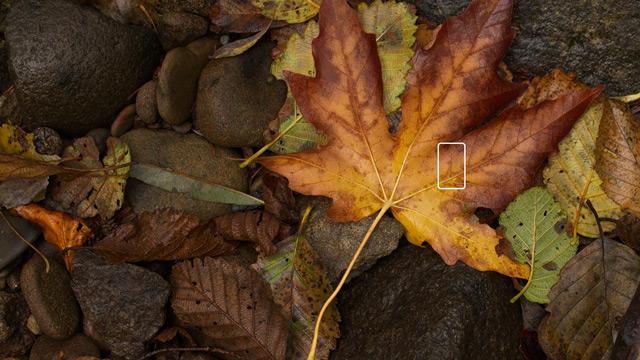 Leaf Example