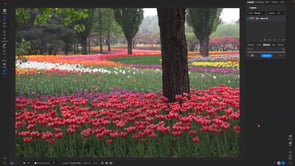 Spring Awakens: Transform Your Photos with Vibrant Colors