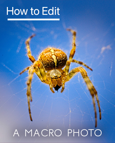 How to Edit a Macro Photo